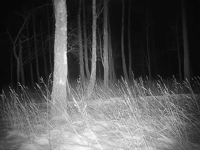 trailcam_image