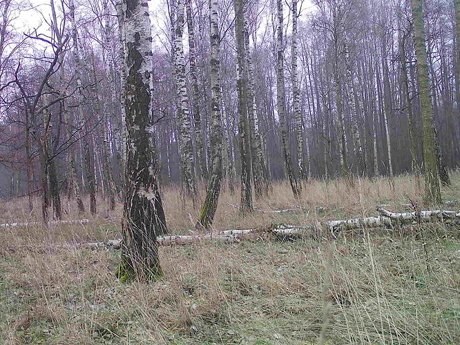 trailcam_image