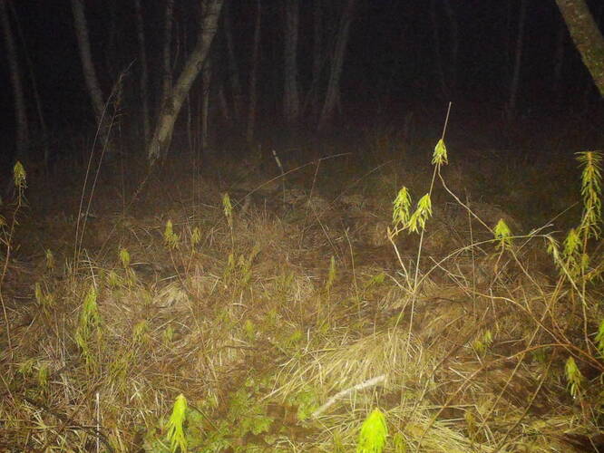 trailcam_image