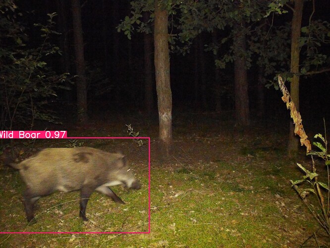 trailcam_image