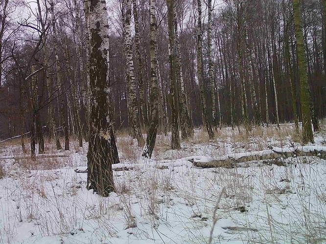trailcam_image