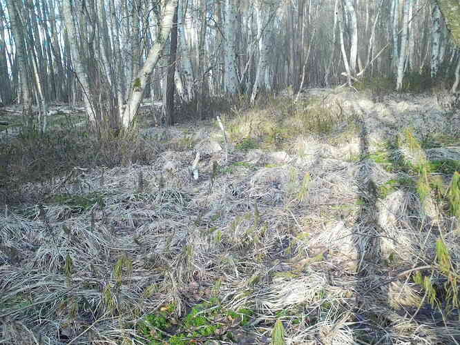 trailcam_image