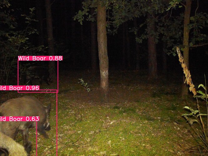 trailcam_image