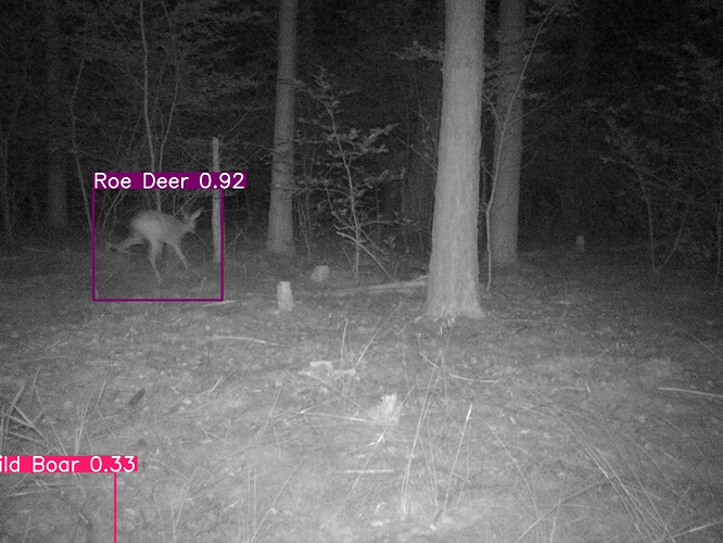 trailcam_image