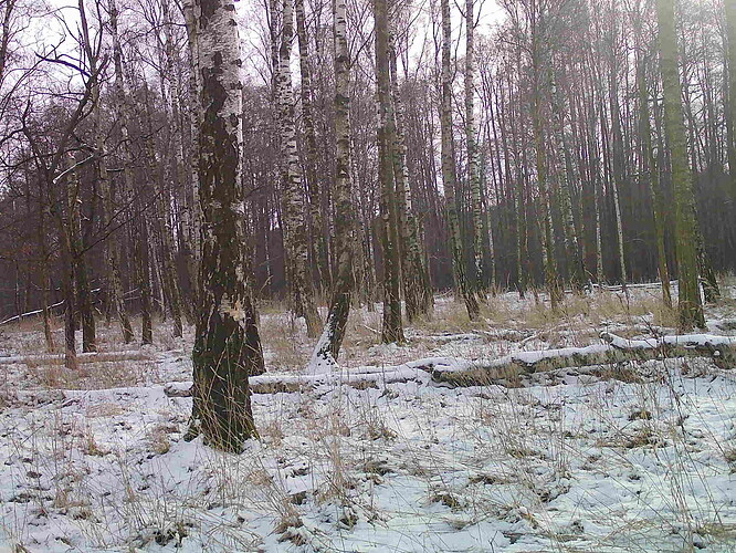 trailcam_image