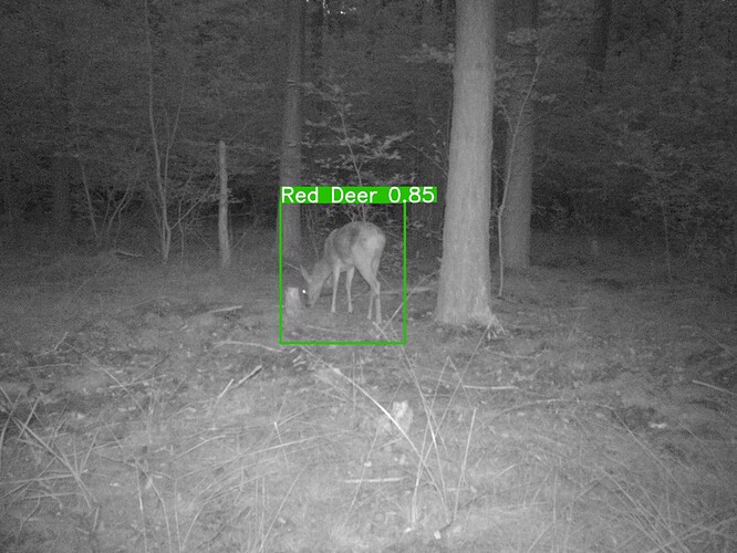 trailcam_image