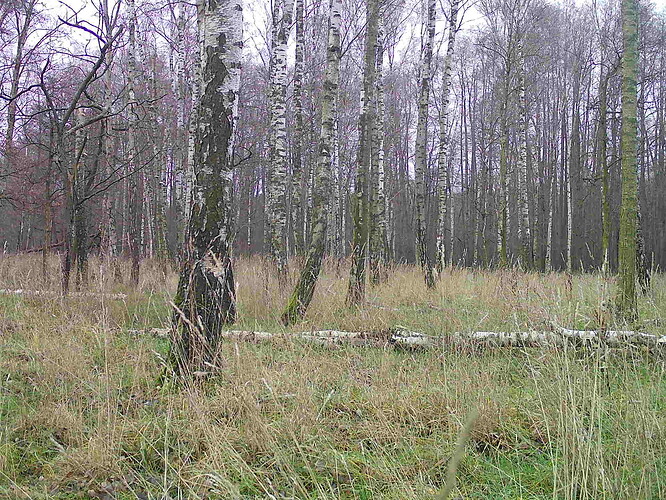 trailcam_image
