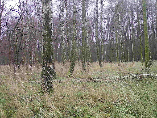 trailcam_image