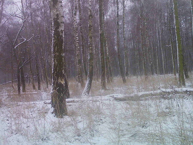 trailcam_image