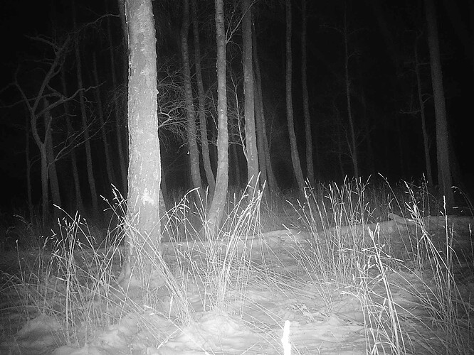 trailcam_image