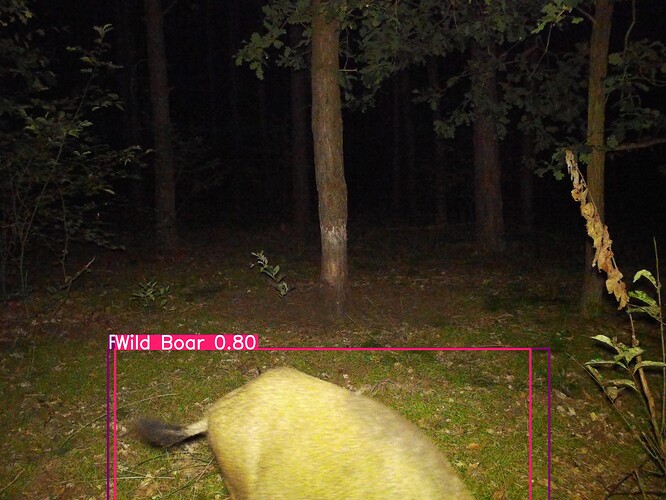 trailcam_image