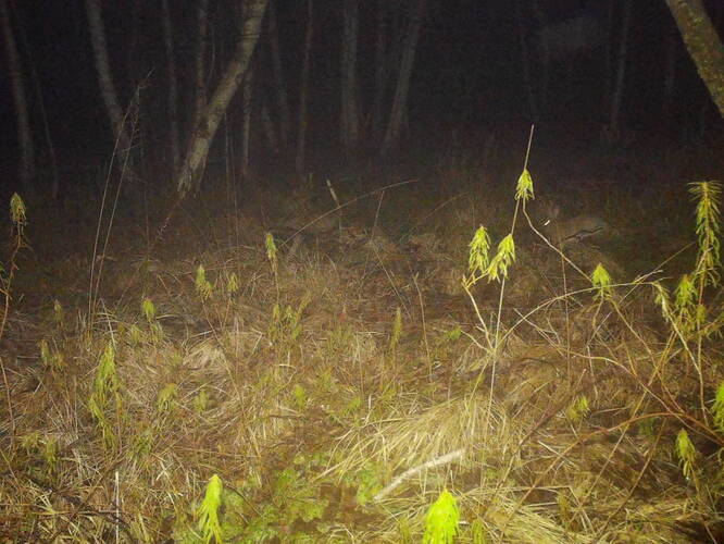 trailcam_image