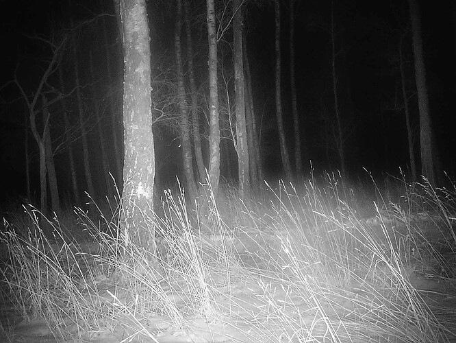 trailcam_image