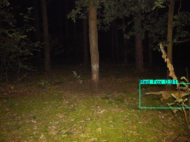trailcam_image