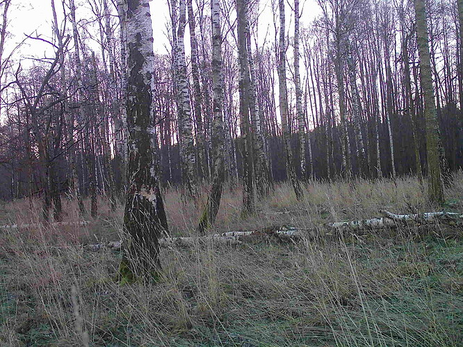 trailcam_image