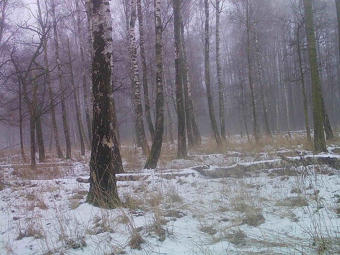 trailcam_image