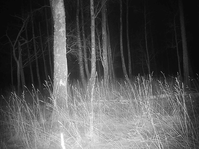 trailcam_image