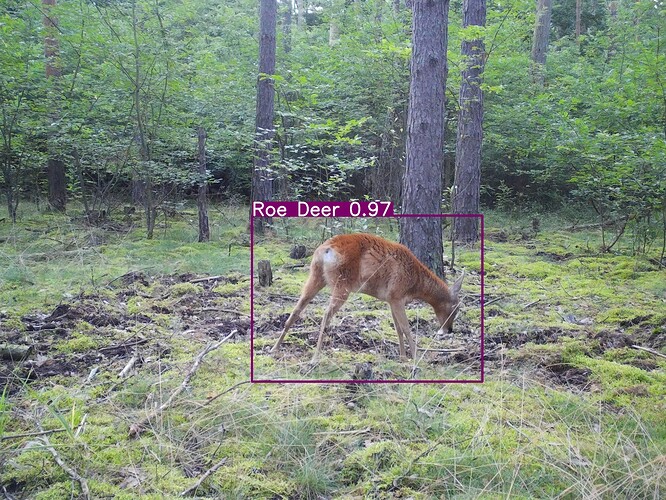 trailcam_image