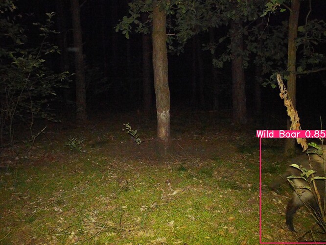 trailcam_image