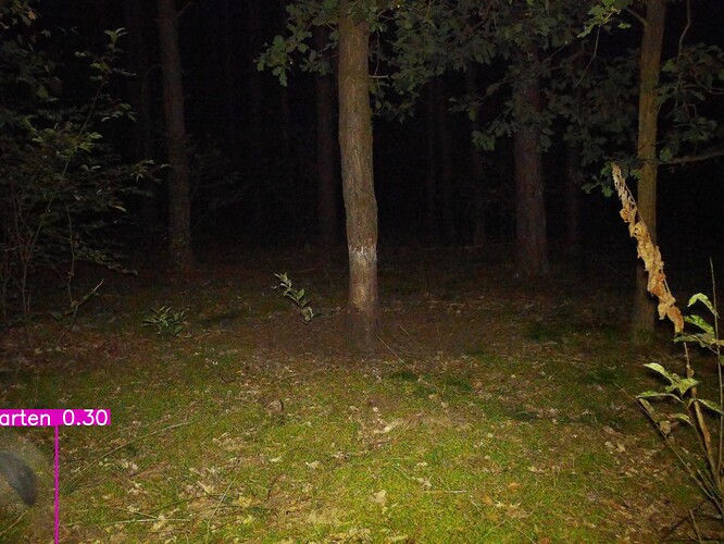 trailcam_image