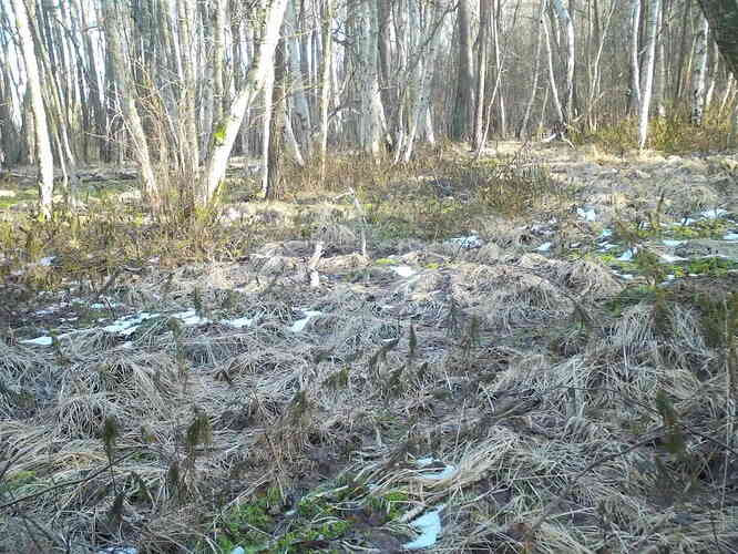 trailcam_image