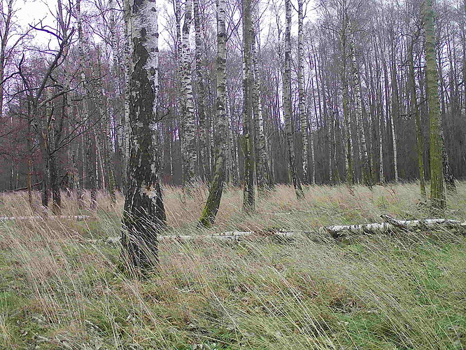 trailcam_image