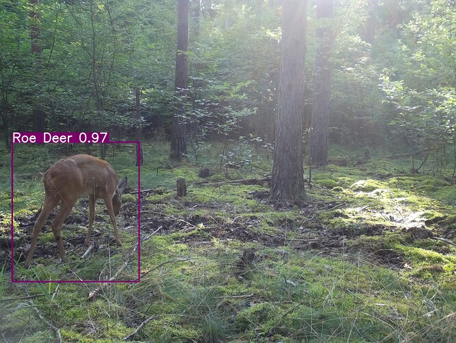 trailcam_image