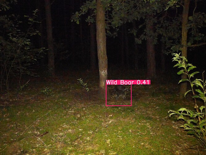 trailcam_image