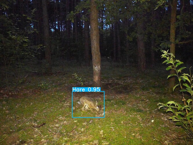 trailcam_image