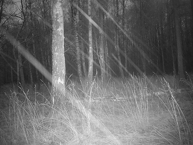 trailcam_image