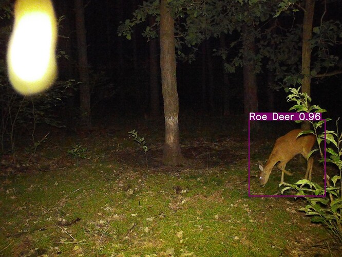 trailcam_image