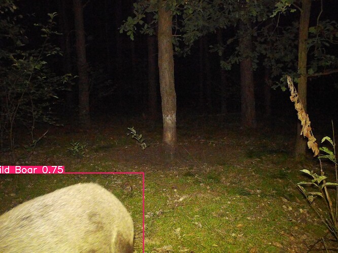 trailcam_image