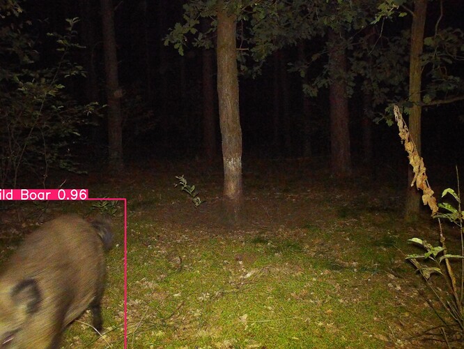 trailcam_image