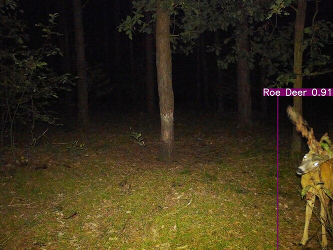 trailcam_image
