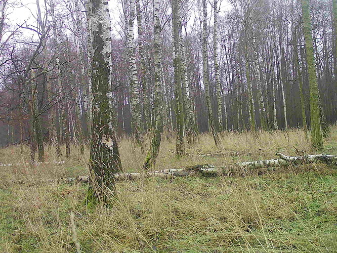 trailcam_image