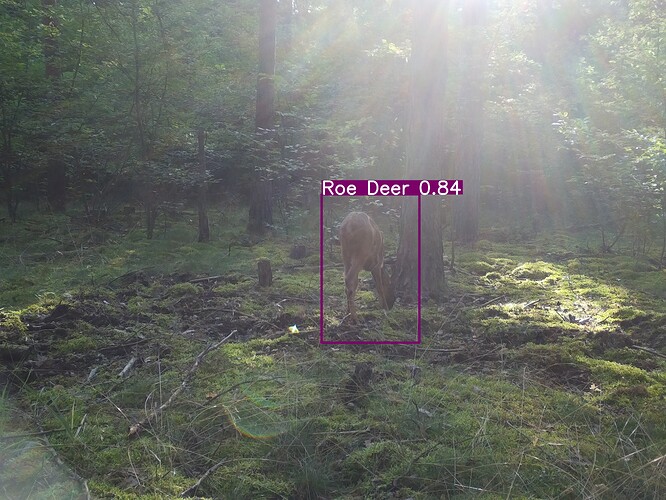 trailcam_image