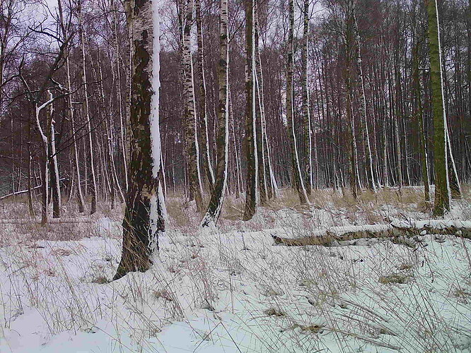 trailcam_image