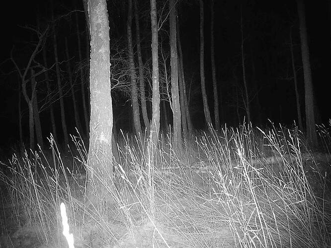 trailcam_image