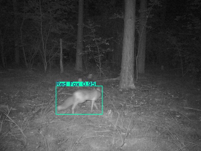 trailcam_image
