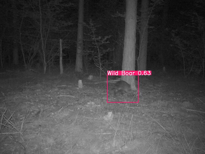 trailcam_image