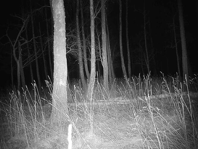 trailcam_image