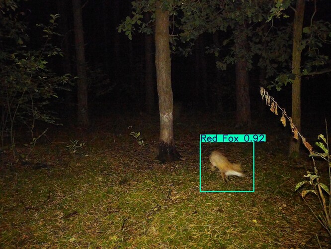 trailcam_image