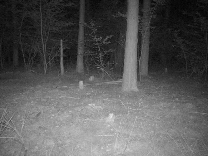trailcam_image
