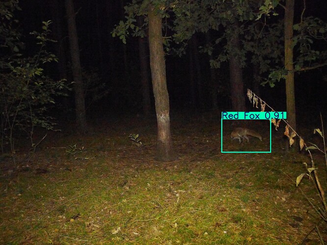 trailcam_image