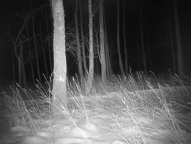 trailcam_image