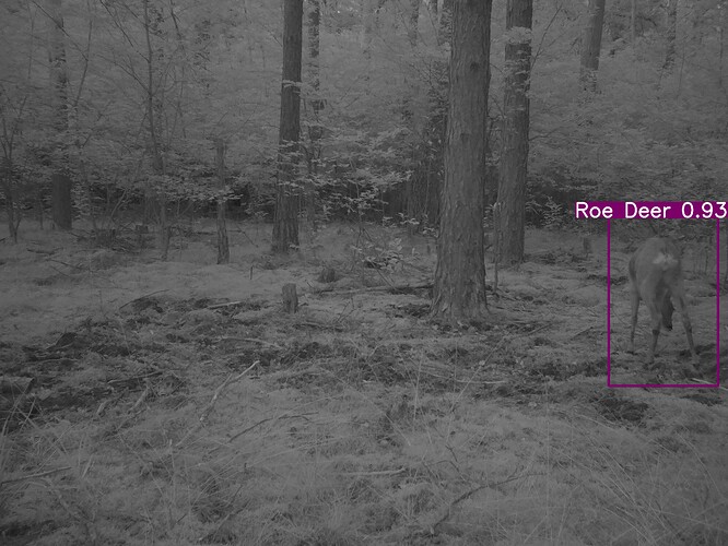 trailcam_image