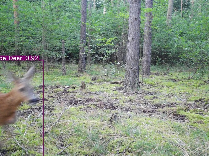 trailcam_image