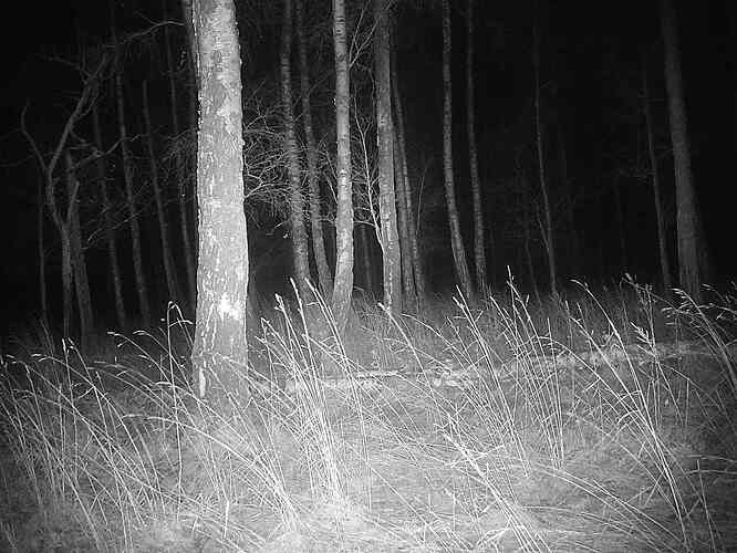 trailcam_image