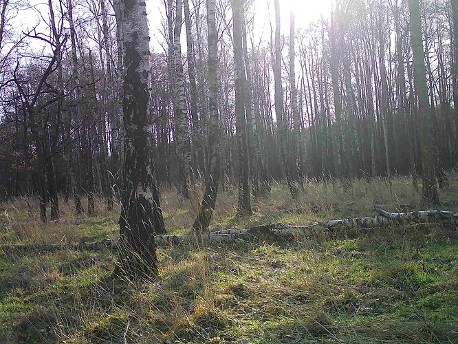 trailcam_image
