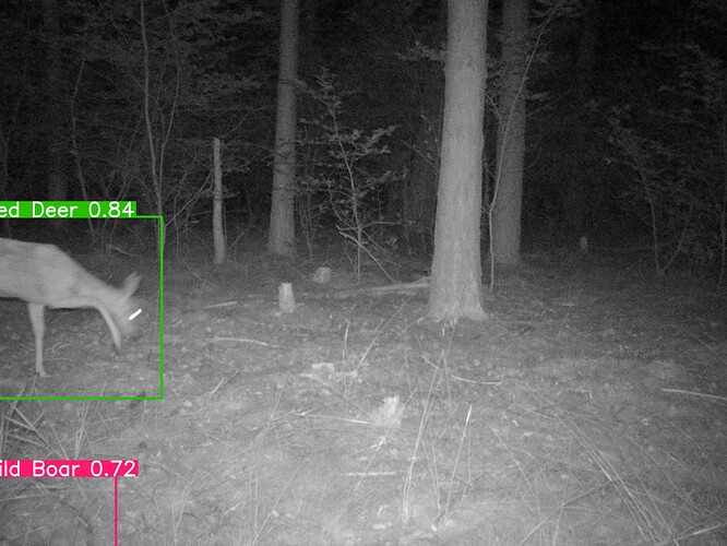 trailcam_image
